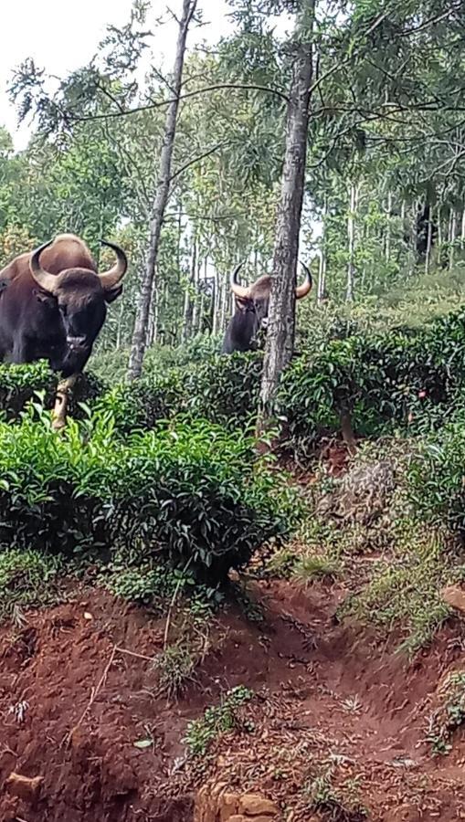Oak Valley Resorts Kotagiri Εξωτερικό φωτογραφία